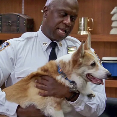 Cheddar; famous dog in TV, Brooklyn Nine-Nine